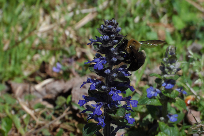 a bee that has landed on a purple flower