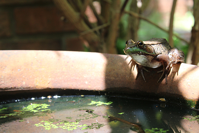 a frog sitting on the edge of a pool of water