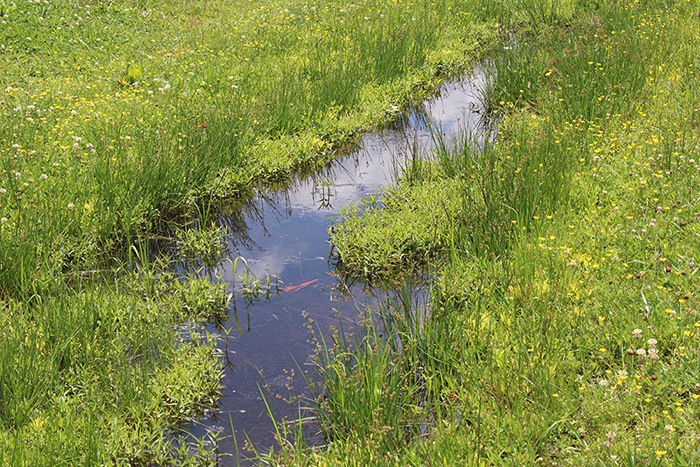 a puddle reflecting the sky surrounded by grass and yellow flowers