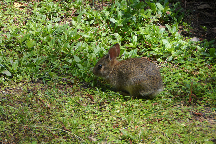 a young rabbit sitting in a patch of grass