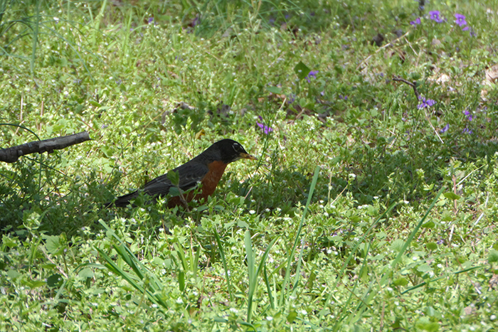a robin standing in a patch of grass surrounded by purple flowers